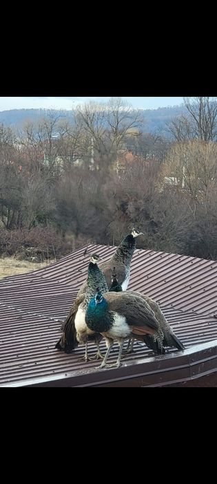 Păun India blue de 1 an