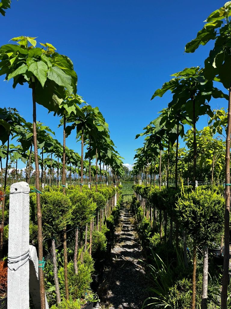 Catalpa  globular  plante decorative