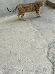 Ona bola bengal sotiladi