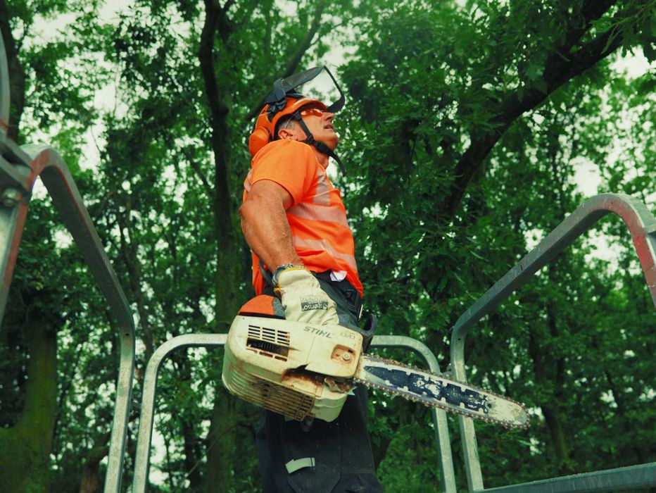 Рязане на опасни дървета с автовишка