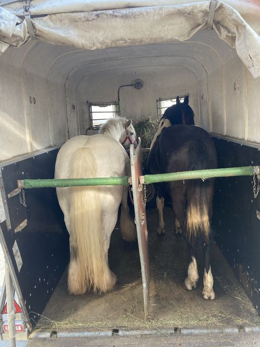 Remorca 2 cai animale transport