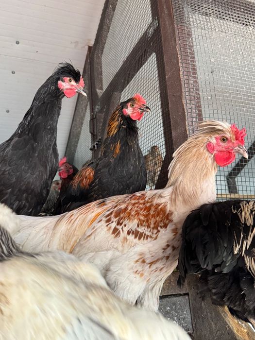 Cocoși de rasă – Moțați, Wyandotte, Ameraucana, Păduană, Australorp
