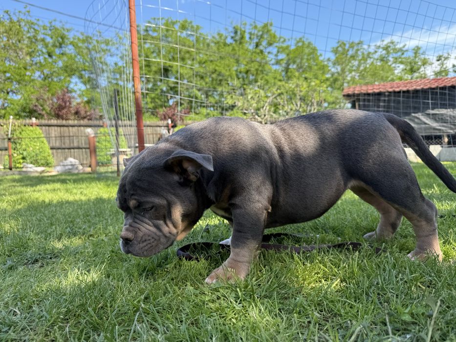 Vand femela american  bully pocket