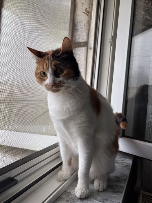 Pisicută adoptie