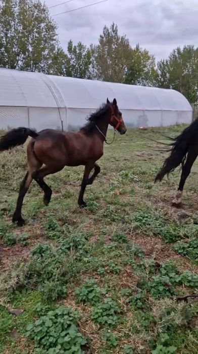 Metis frizian, mânză de 5luni