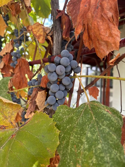 Struguri de vanzare, capsunica, crescuti de bunica