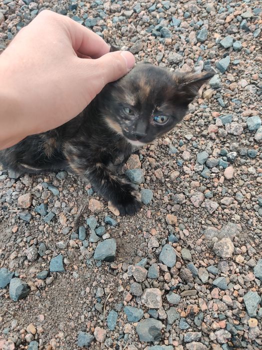 Котята 1.5 месяца