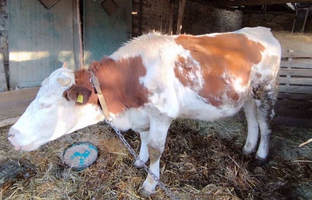 Продавам крава лимузин