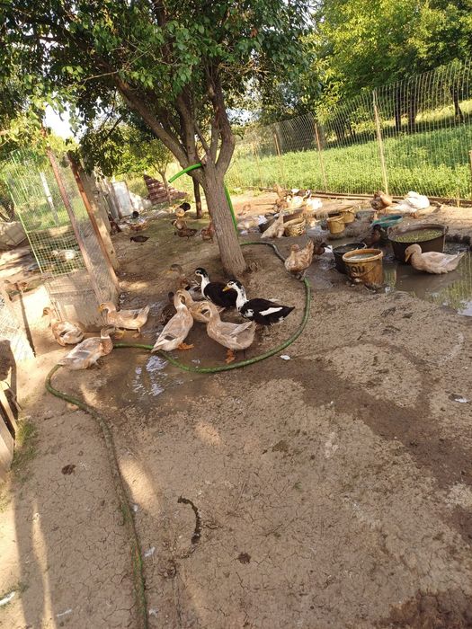 Rate macaitoare de vanzare