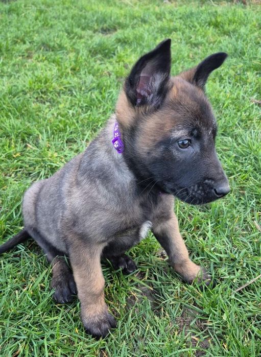 Femela Ciobănesc Belgian Malinois Pedigree