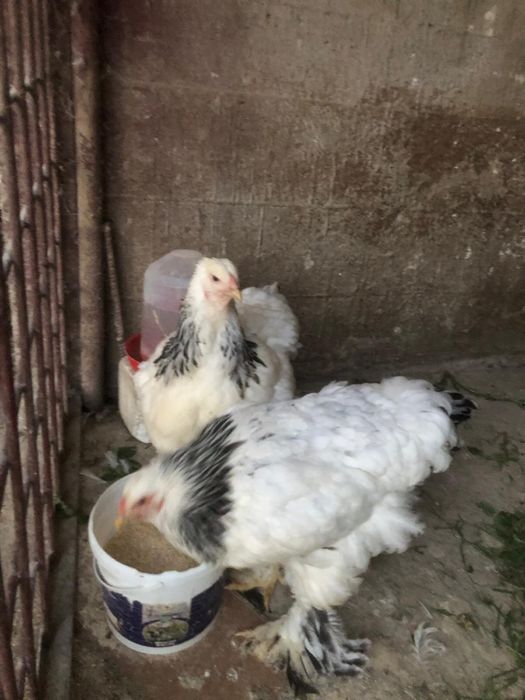 Pasari brahma herminat deschis de vanzare