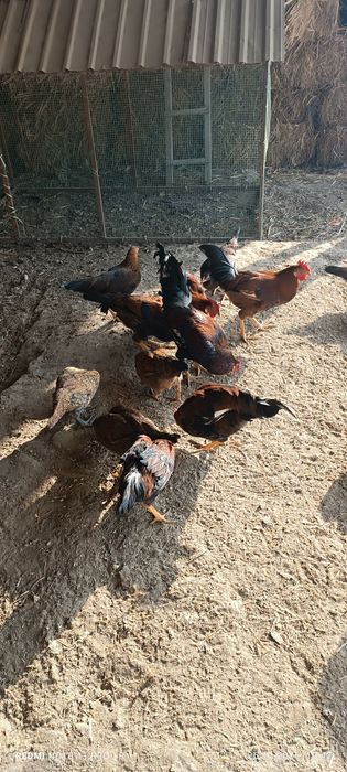 Хўроз ва товуқлар сотилади