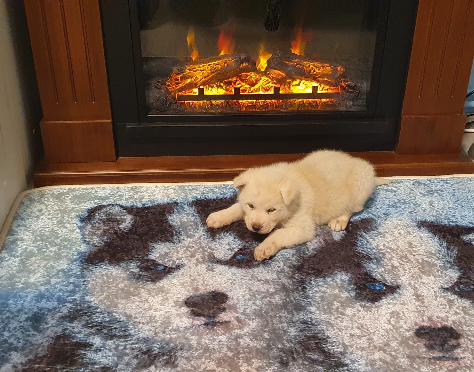 Cățelușă Husky Deosebită