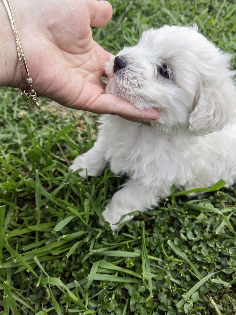 Bichon Maltesse toy