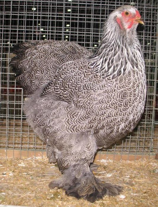 Продаются куры Брама