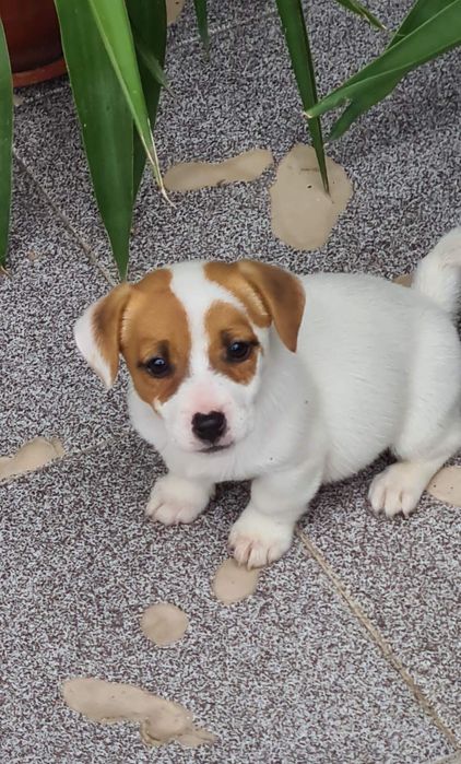 Джак Ръсел Териер