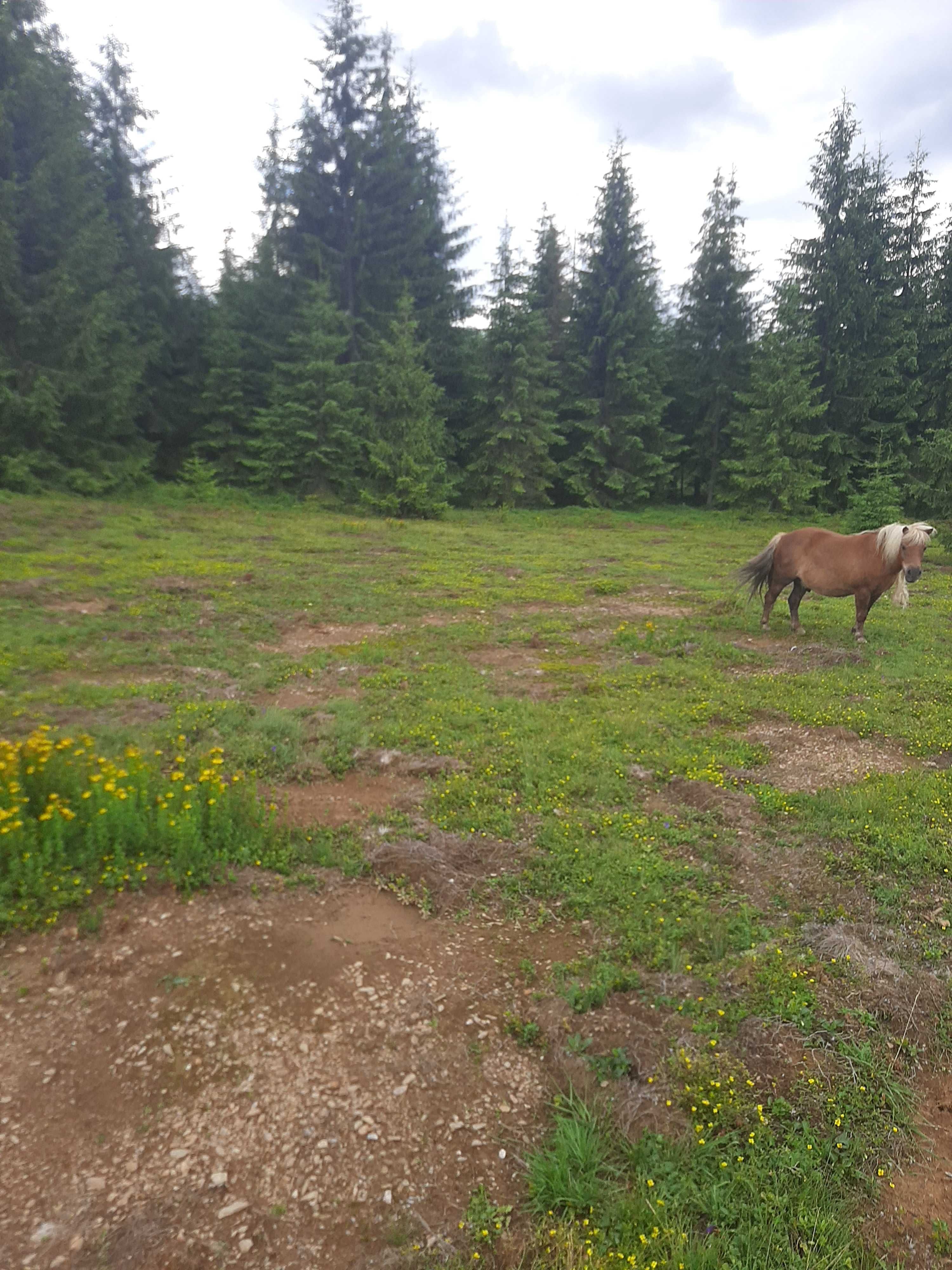 Teren parcelabil comuna Belis sat Smida de vanzare partial intravilan