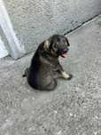Adoptie femele metis Dobermann cu Cane Corso