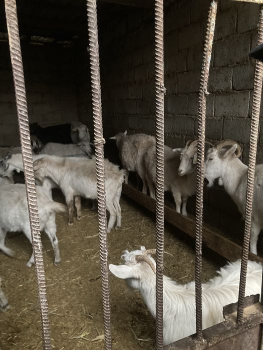 Орыс ешкылер буаз