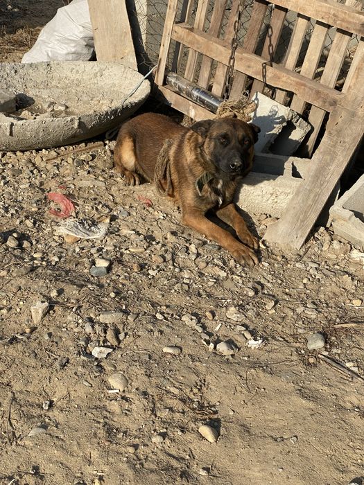 Продам бельгийскую овчарку