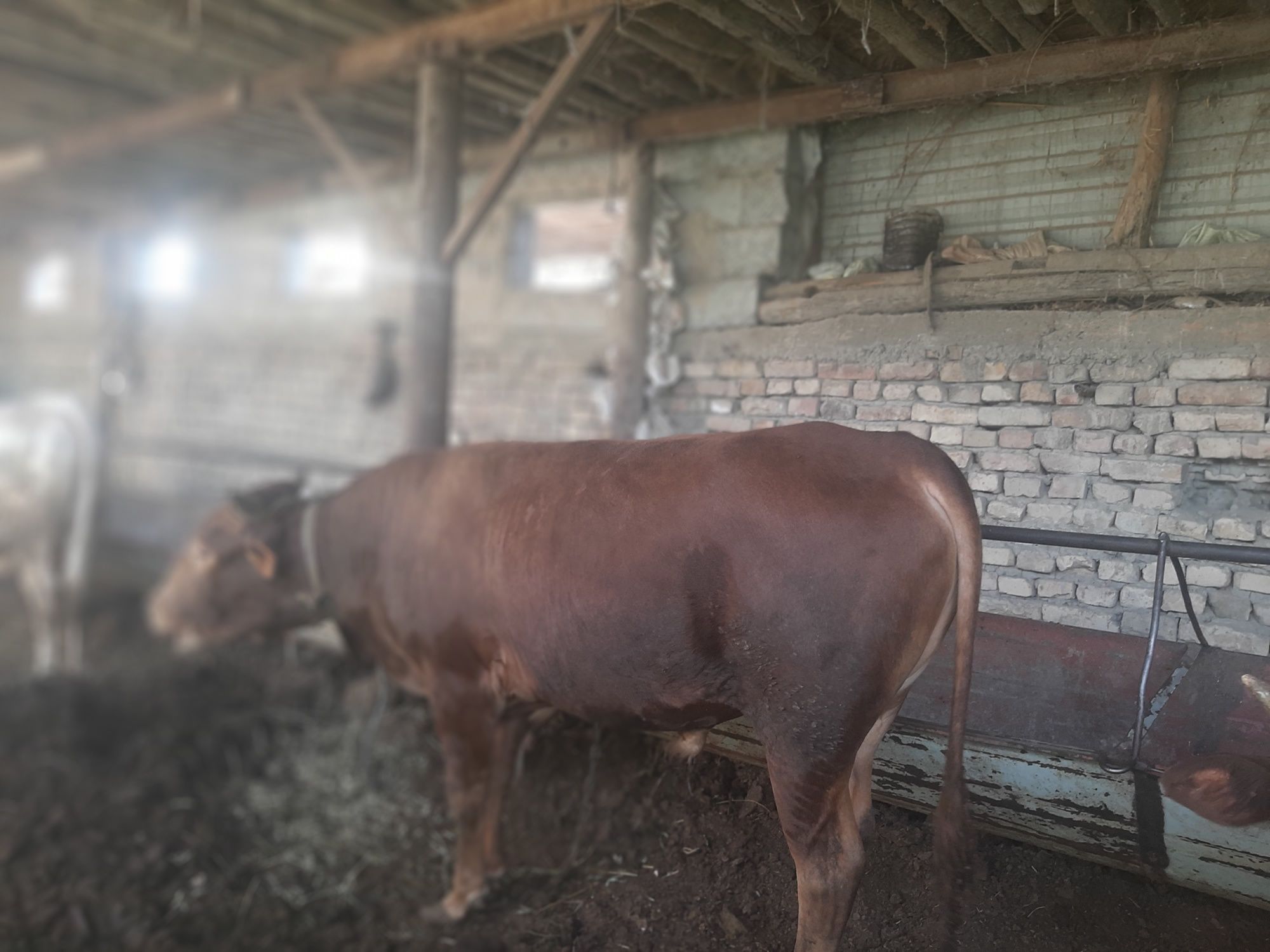 Buqa sotiladi sòyishga naxtga