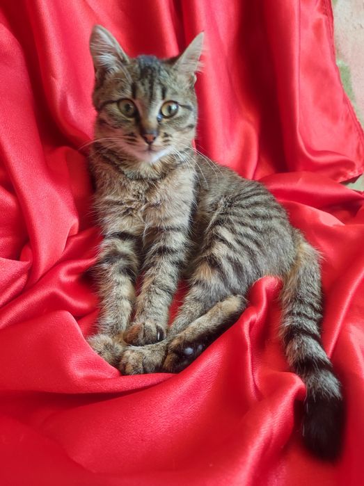 Котенок 4,5месяца  девочка