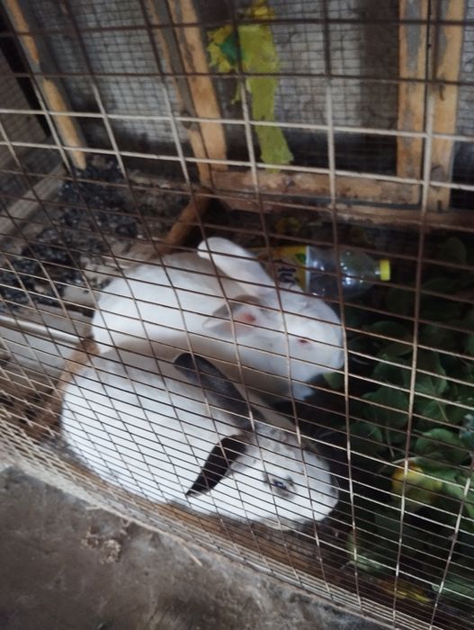 Quyonlar erkak ikkalasi 300 ming