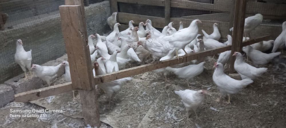 Hay Layn va Sendi zodlaridan 5oylik tuxumga  kiradigan payti