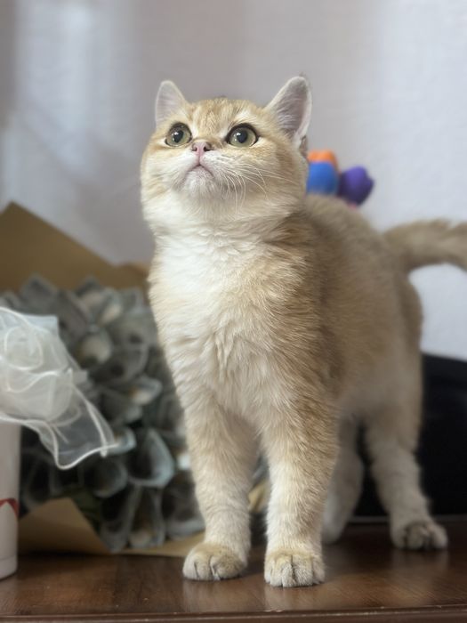 Продается кошка шиншилла ny11