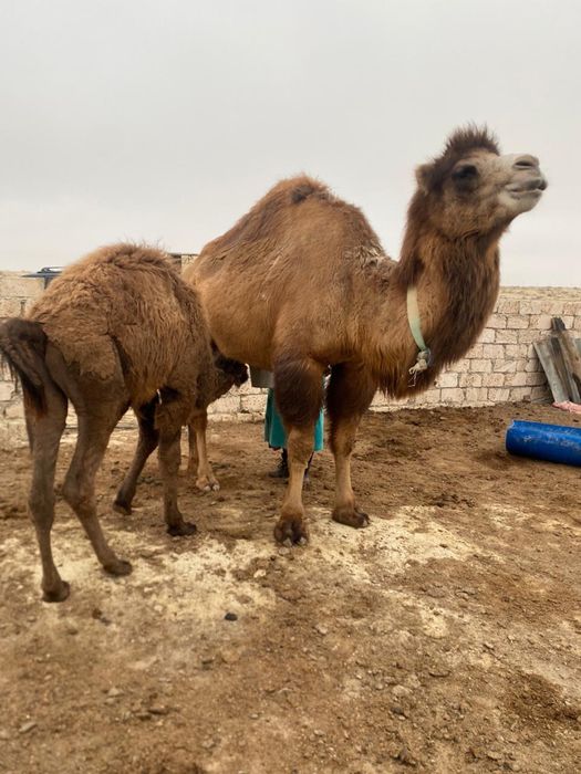 Боталы түйе сатылады