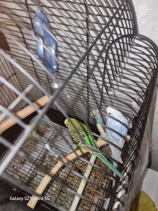 Волнистые попугаи