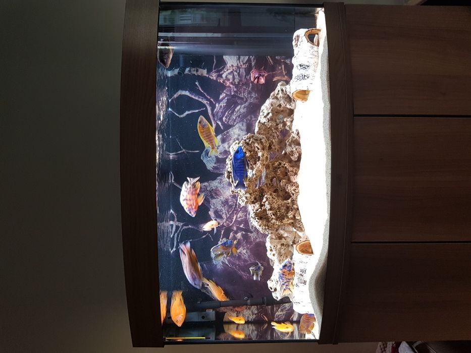 Acvariu complet echipat inclusiv dulap Juwel Vision 180 litri LED