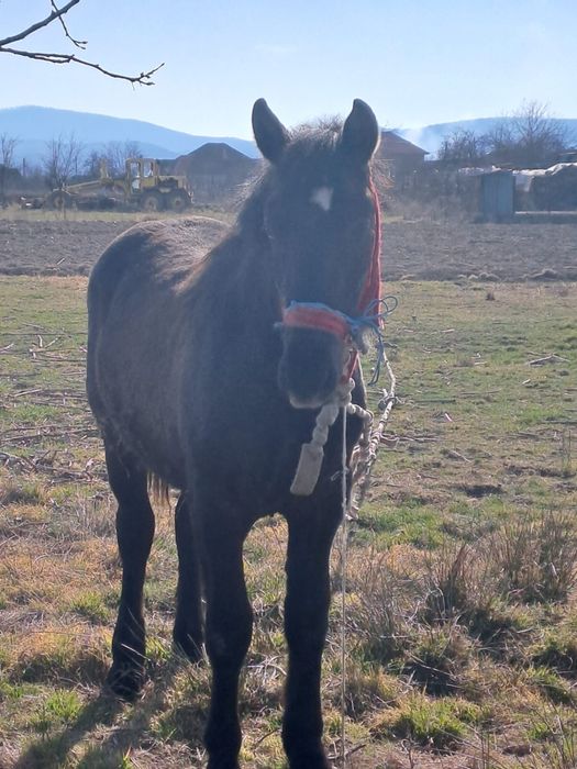 Vând mânz în vârstǎ de 10 luni