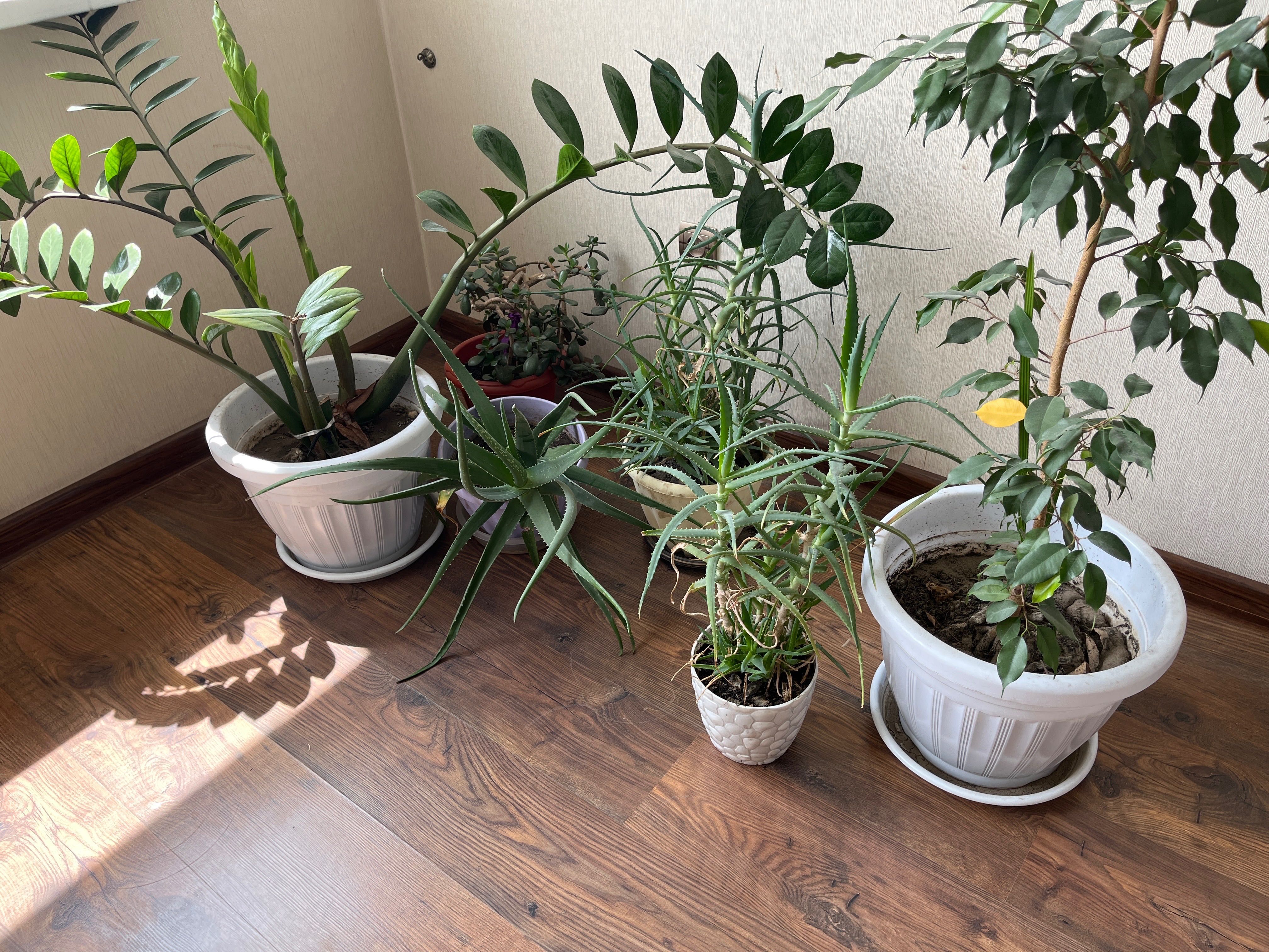 Продается коллекция комнатных растений – создайте оазис уюта в доме!