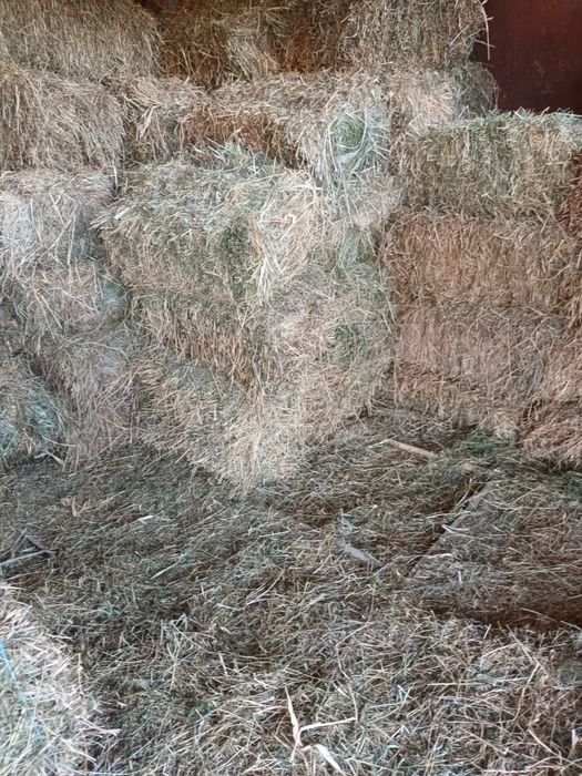 Vand baloti lucernă