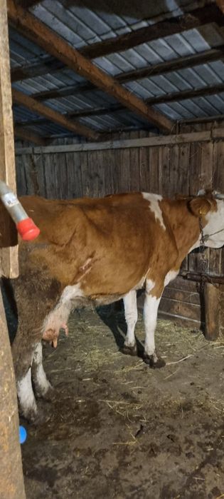 Vand vaci.            .