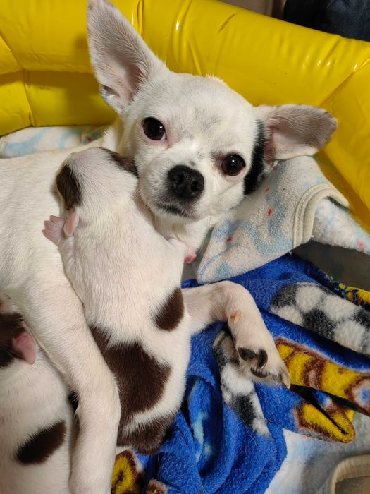 Чихуахуа момченце