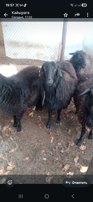 саламатсызба сатылады кой,жас семиз