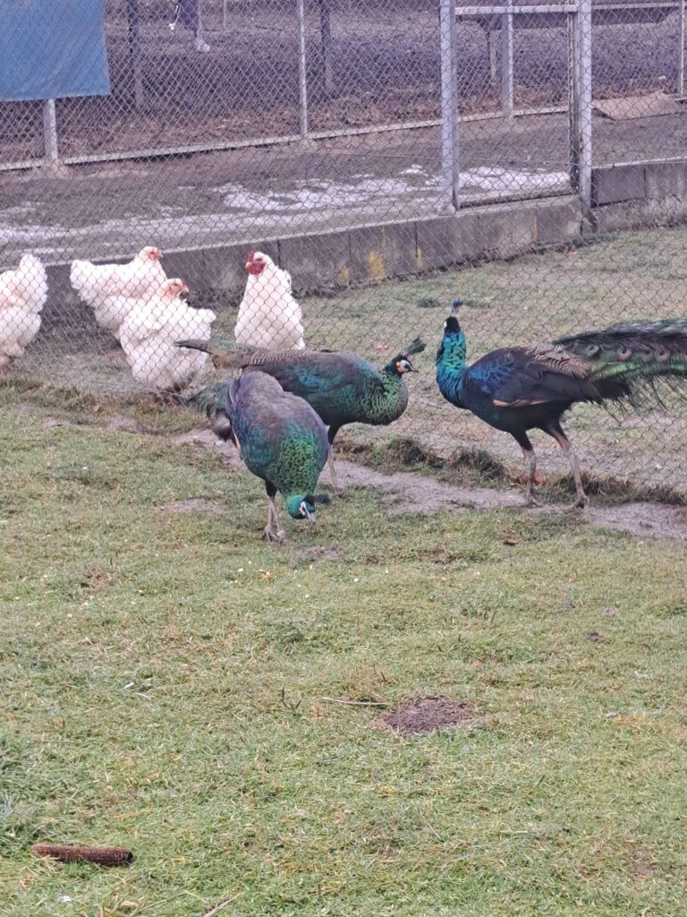 Brahma albe 1 Cocoș și 5 gãini