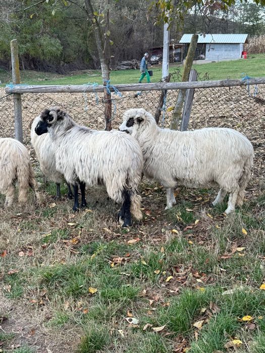 De vânzare oi tinere