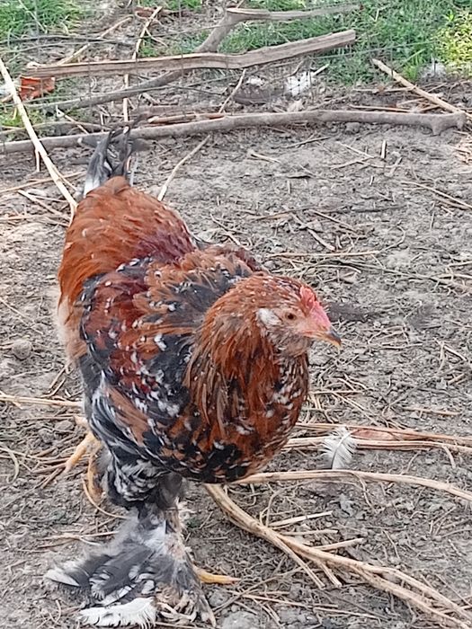 Cocoși 50 lei bucata