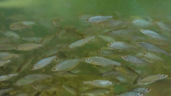 Живец Чебак 80 тг Круглосуточно