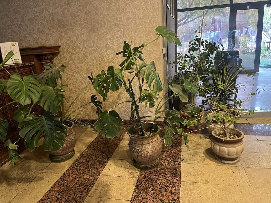 Комнатные растения, для офиса в премиальных горшках