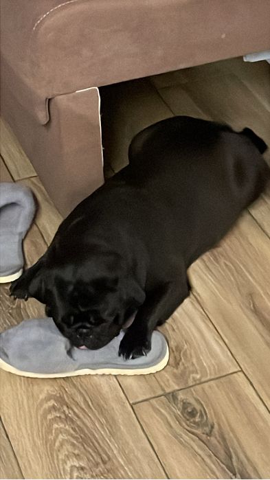 Продам черного мопса