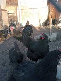 Ouă de australorp negru