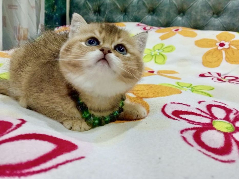 Британская короткошерстная ! Золотая шиншилла и серебро шиншилла!