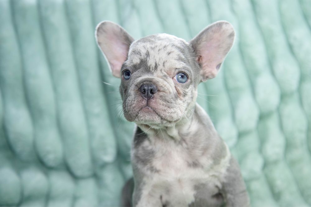 Bulldog francez blue merle fetita