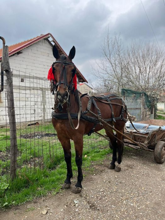 Vând carlana de 3 ani