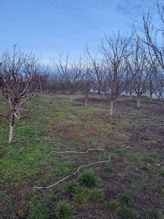 Livada cu pomi fructiferi