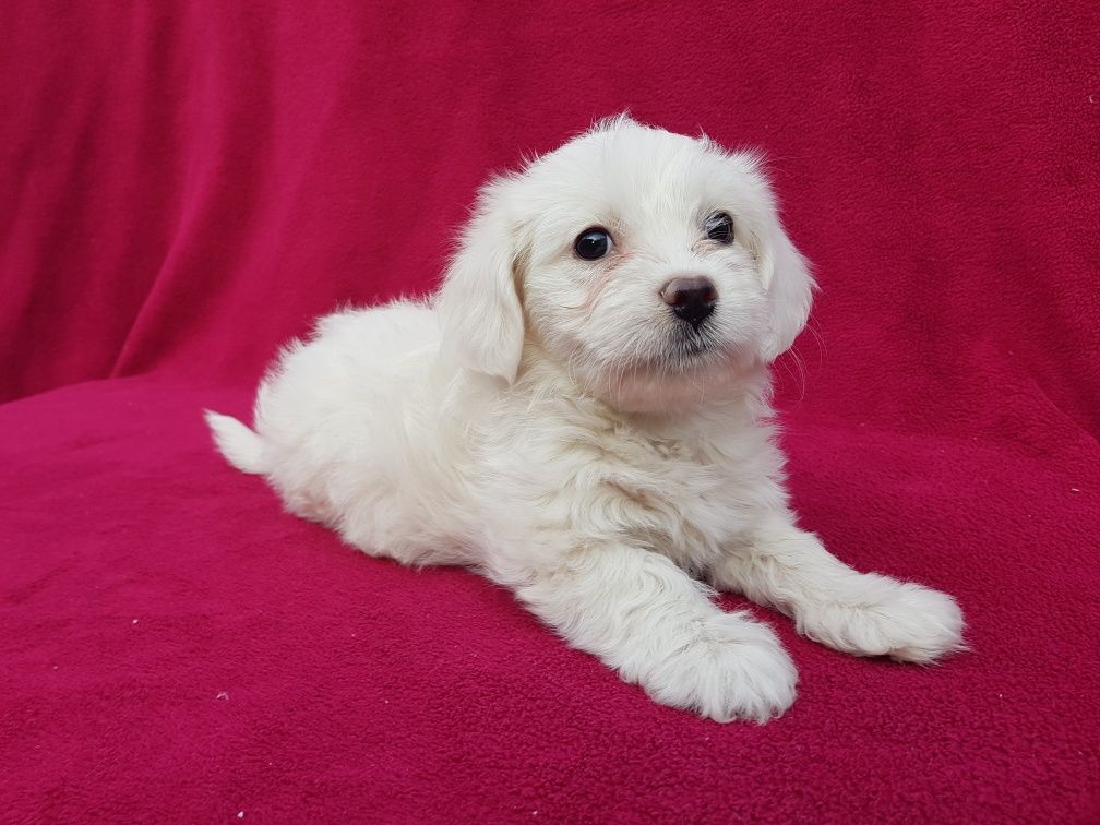 Bichon Maltez Mascul
